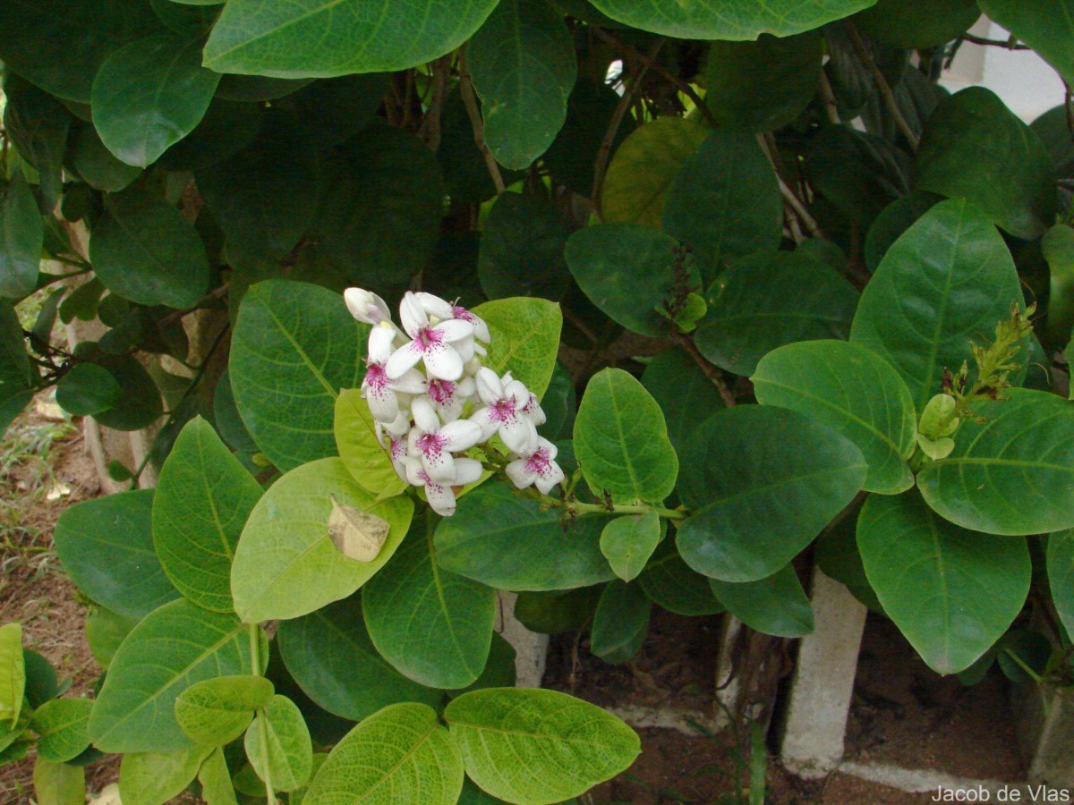 Pseuderanthemum maculatum (G.Lodd.) I.M.Turner